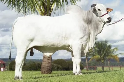 Brazília, a brazil húsipar, termelés és az export a marhahús