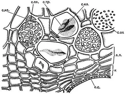 Botany, Voi i