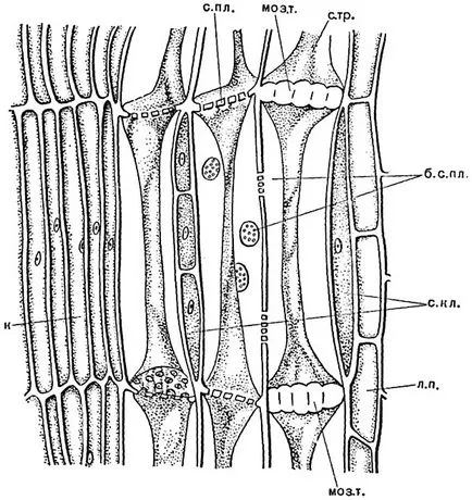 Botany, Vol I