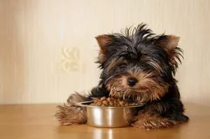 Mi a Feed Yorkshire terrier otthon megfelelő étrend kölykök, száraz és természetes