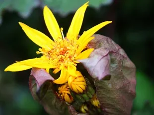 Ligularia - fotografie și grad