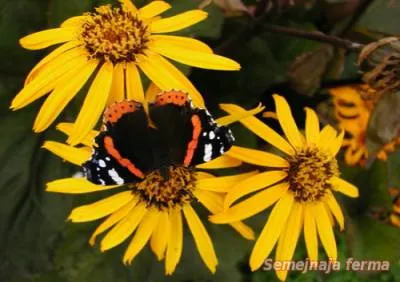 Ligularia - dísznövények - kúria - a könyvtár - a családi gazdaság