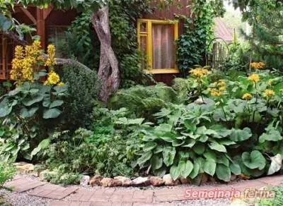 Ligularia - plante ornamentale - conac - biblioteca - o fermă de familie