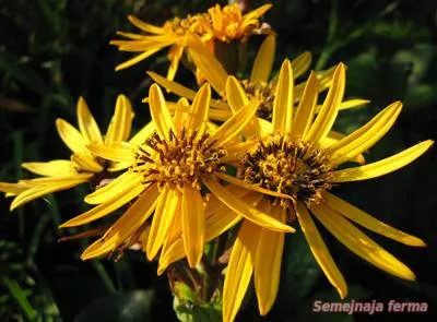 Ligularia - plante ornamentale - conac - biblioteca - o fermă de familie