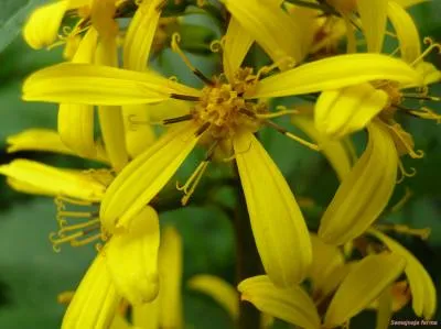 Ligularia - plante ornamentale - conac - biblioteca - o fermă de familie