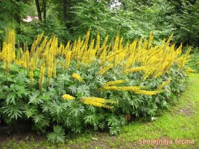 Ligularia - dísznövények - kúria - a könyvtár - a családi gazdaság