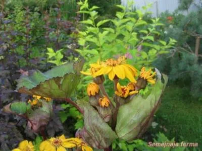 Ligularia - plante ornamentale - conac - biblioteca - o fermă de familie