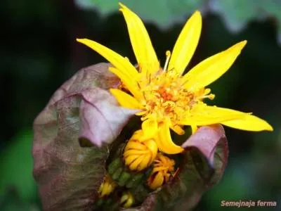 Ligularia - dísznövények - kúria - a könyvtár - a családi gazdaság