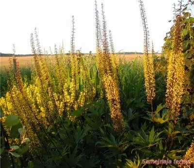 Ligularia - plante ornamentale - conac - biblioteca - o fermă de familie