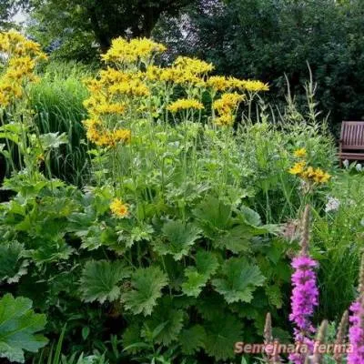 Ligularia - plante ornamentale - conac - biblioteca - o fermă de familie