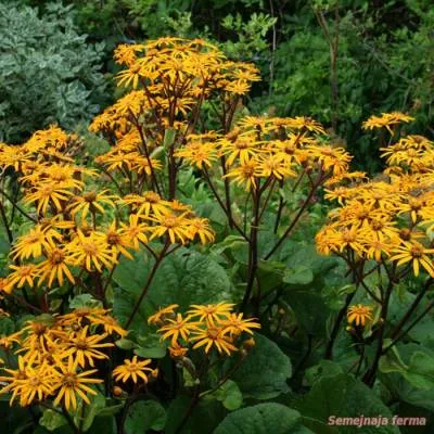 Ligularia - plante ornamentale - conac - biblioteca - o fermă de familie