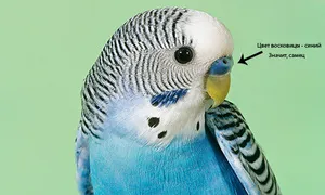 Ce trebuie să știți despre budgies, luând reciproc acasă