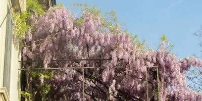 Acest lucru poate fi plantate în ghivece pe balcon răspunsurilor experților