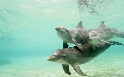 Lencséjén keresztül gyönyörű fotók delfinek