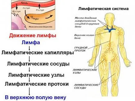 Почистване на лимфната система и женско биле сироп enterosgelem - прегледи, противопоказания, как да почистите