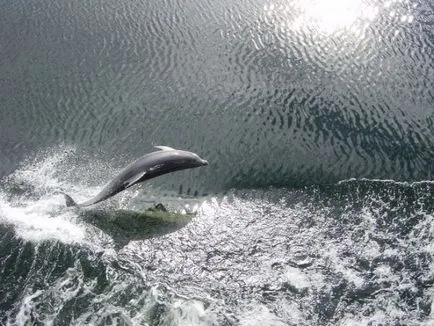 Lencséjén keresztül gyönyörű fotók delfinek