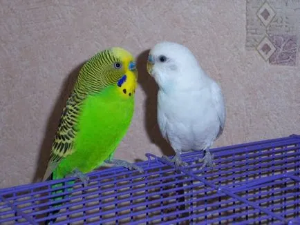 Ce trebuie să știți despre budgies, luând reciproc acasă