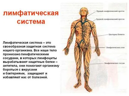 Почистване на лимфната система и женско биле сироп enterosgelem - прегледи, противопоказания, как да почистите