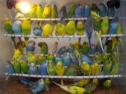 Ce trebuie să știți despre budgies, luând reciproc acasă