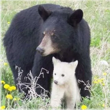 Ursul negru, urs negru american, foto