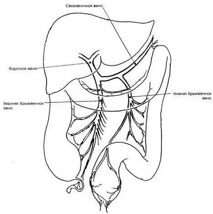 alimentarii cu sange a intestinului gros