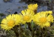 Egyenes cinquefoil (galangal) - hasznos tulajdonságokat és alkalmazások a gyógyászatban