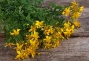 Egyenes cinquefoil (galangal) - hasznos tulajdonságokat és alkalmazások a gyógyászatban