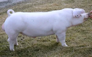 Ландрас порода свине снимки, видео, коментари