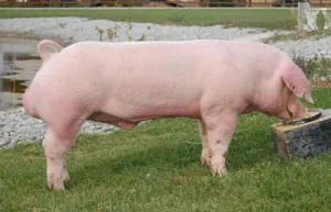 Ландрас порода свине снимки, видео, коментари