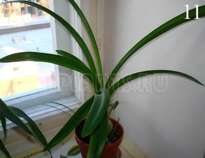 Kezelés rothadás Hippeastrum - yarportal, Jaroszlavl fórum