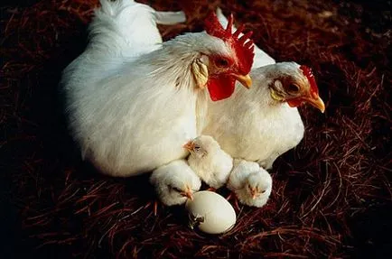 Leghorn csirkéket - a leírás és a fajta jellemzői, hány élő, fotó és típusainak leírása és törpe