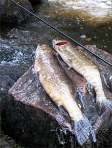Pike halászat során „toothy” alternatív