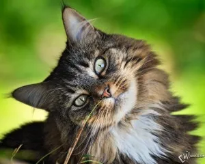 Лондон се превърна в скитник котка-звезден