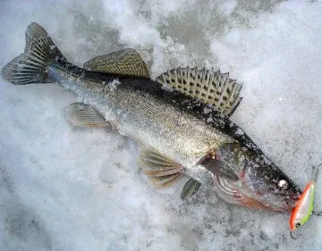 Prinderea biban de gheață, ceea ce, unde, cum musca de iarna, pescuit walleye