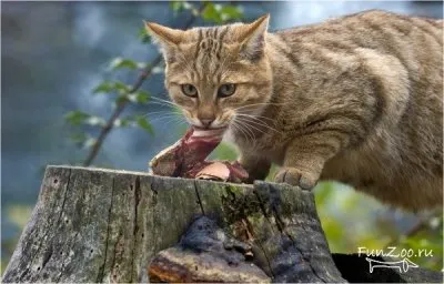 Erdei macska, vicces képek, videók és fotók az állatok