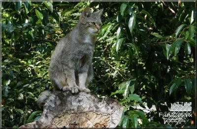 Горска котка, смешни снимки, видеоклипове и снимки на животни