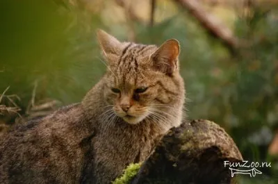 Горска котка, смешни снимки, видеоклипове и снимки на животни