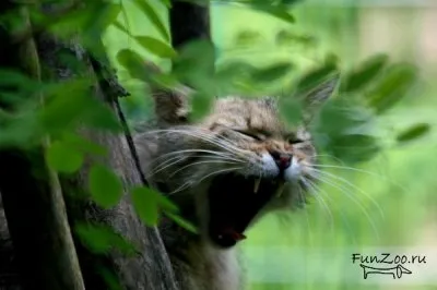 Erdei macska, vicces képek, videók és fotók az állatok