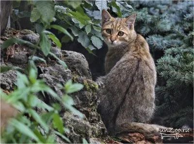 Erdei macska, vicces képek, videók és fotók az állatok