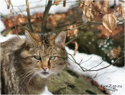 Горска котка, смешни снимки, видеоклипове и снимки на животни