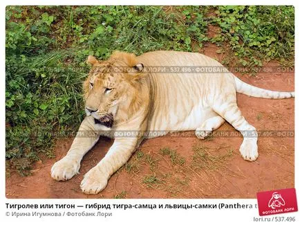 Ligers, tigony și alți hibrizi felin