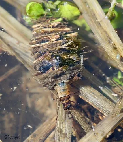 Prinderea pe Caddis - raton gaura