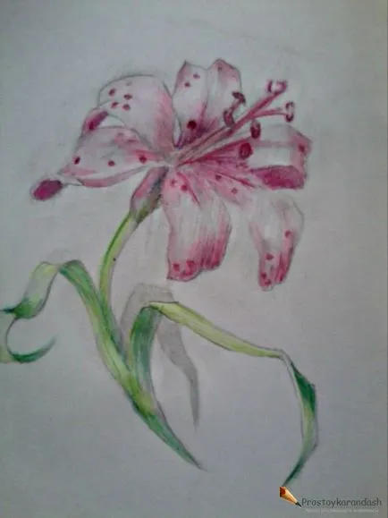 Lily - egy ceruzarajz órákat, olajfestmény, akvarell tanulságok