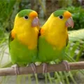 малки папагали