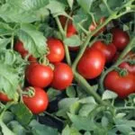 Cele mai bune soiuri de tomate pentru tomate de câmp deschise pentru a alege corect