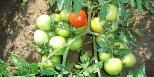Най-добрите сортове домати за открити полеви домати изберат правилно