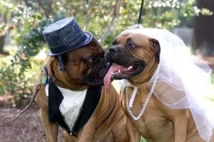 câine de companie - un invitat la o nunta