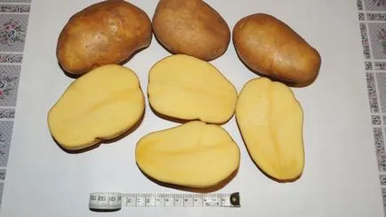 Cele mai bune soiuri de cartofi pentru suburbiile descriere foto, comentarii