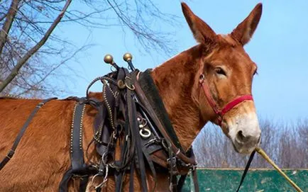 Curios grup de animale, care este adesea confundat