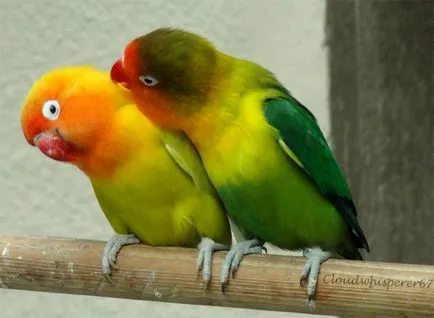 papagali mici